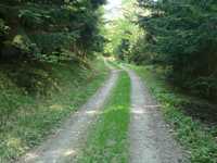 lesn cesta po trase .503